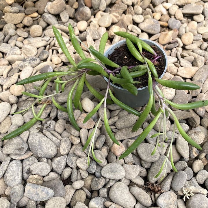 Senecio herreianus 'Purple Flush'