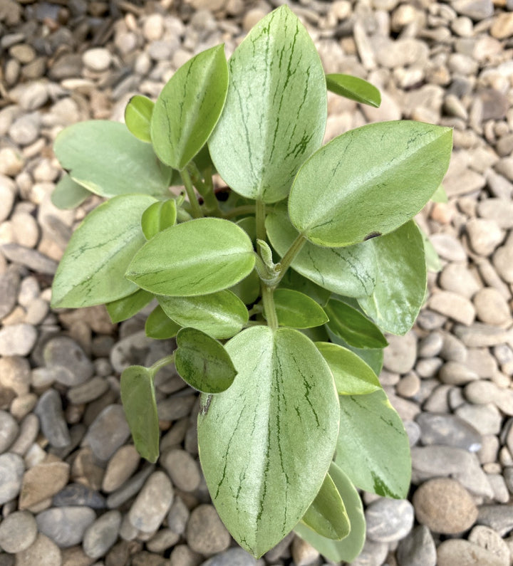 Peperomia 'Pixie' Lime