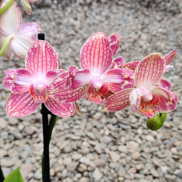 Phalaenopsis Anthura Ravello PELORIC