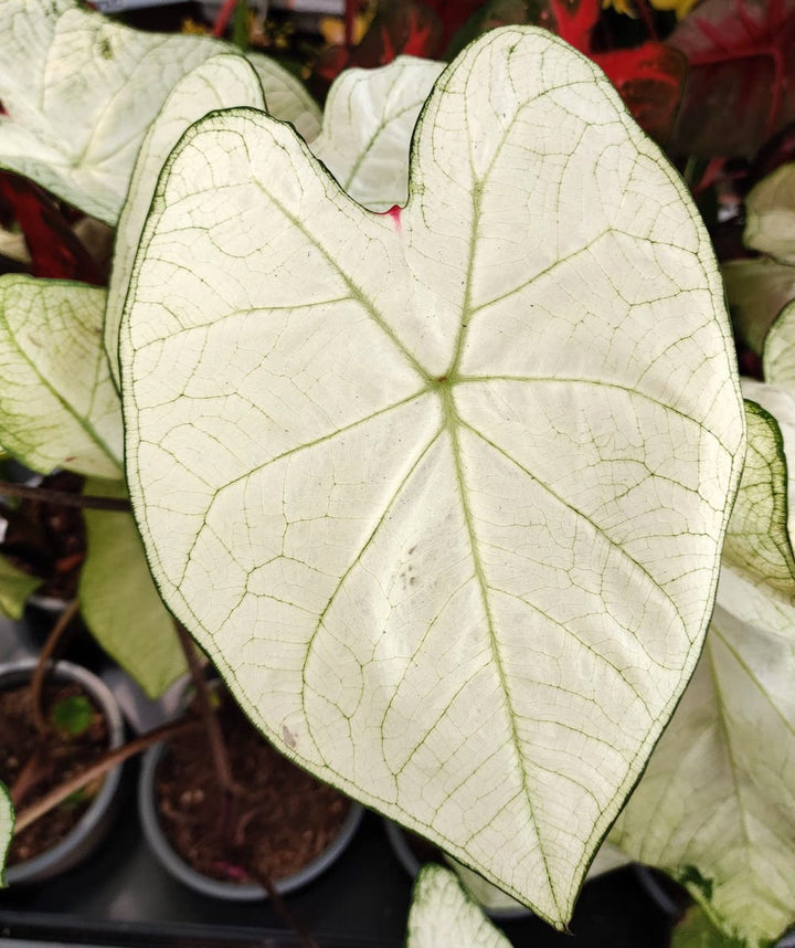 Caladium Florida Moonlight