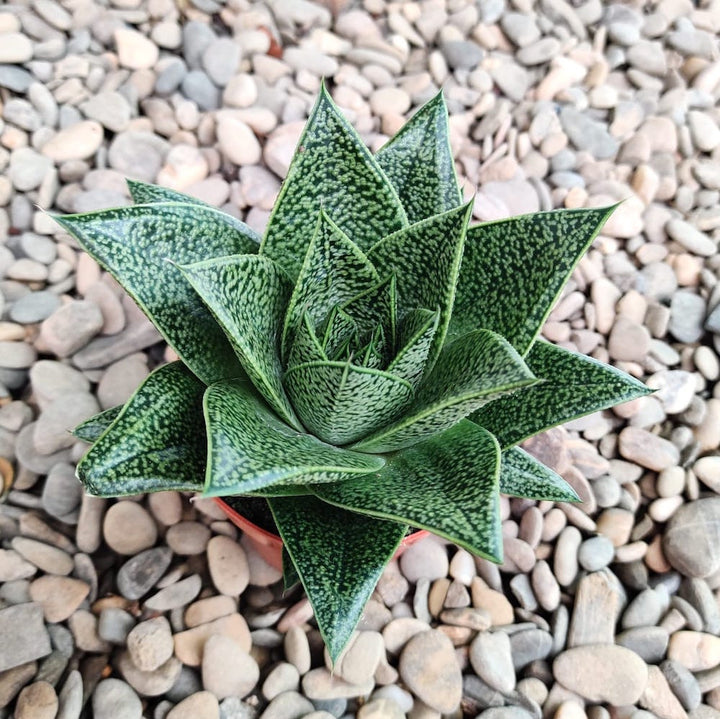 Gasteria 'D Tiga'