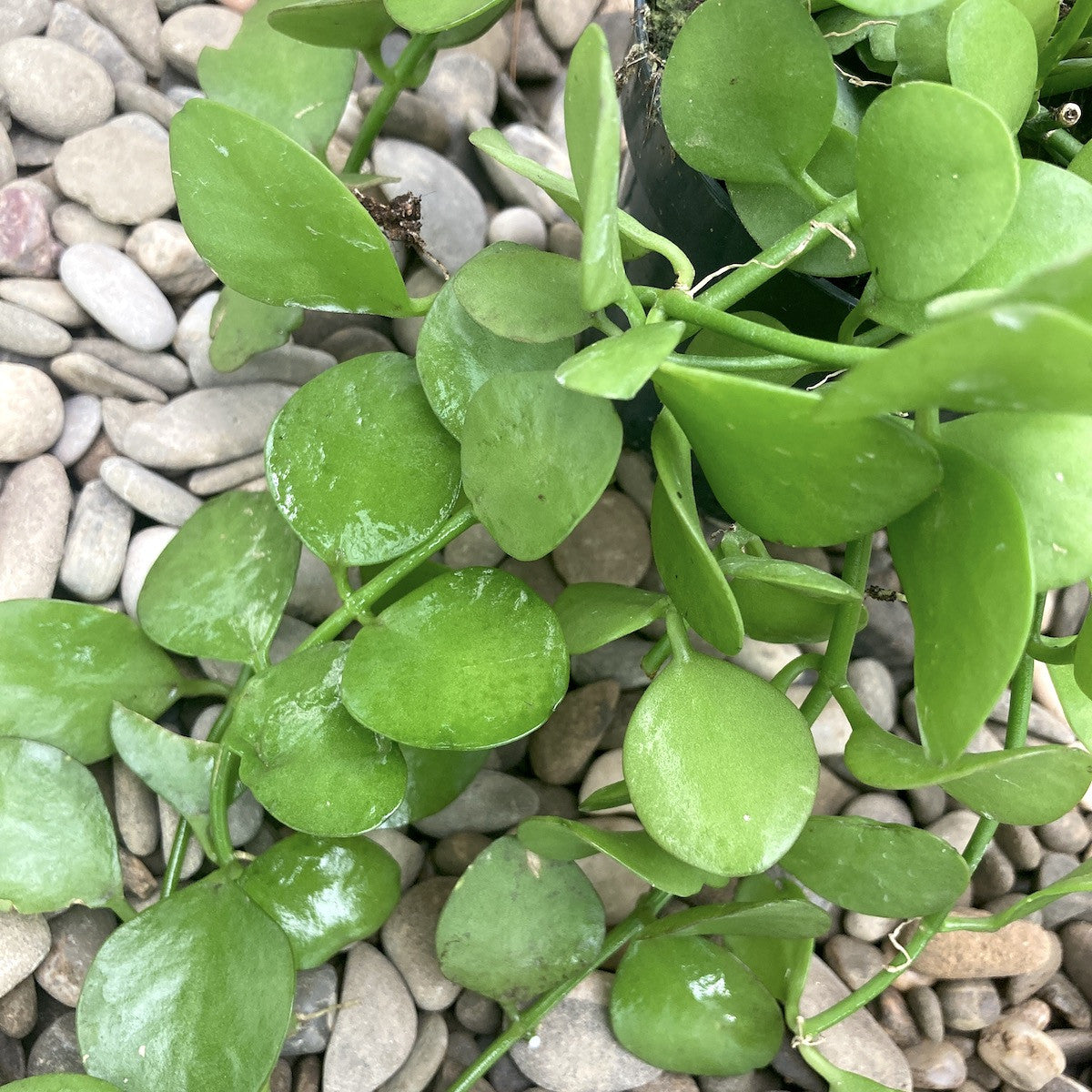 Comanda Dischidia 'Geri', pret atractiv, livrare rapida!