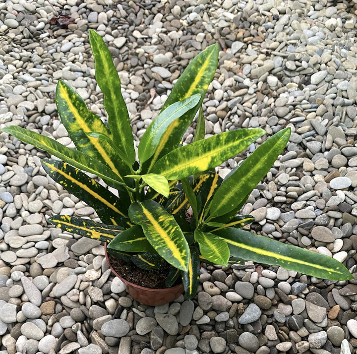 Croton Codiaeum Sunny Star