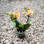 Phalaenopsis Yellow Wave