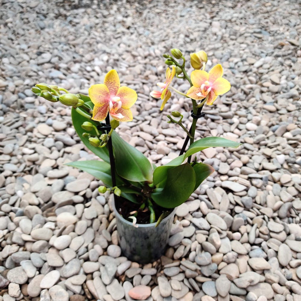 Phalaenopsis Yellow Wave