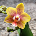 Phalaenopsis Yellow Wave
