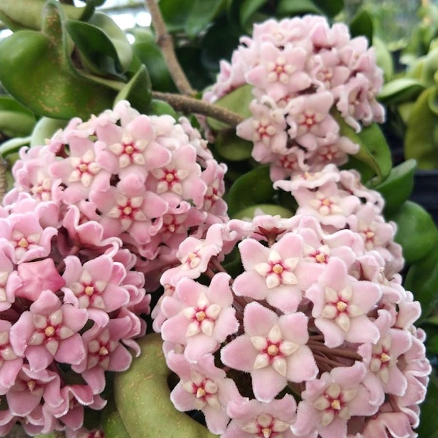Hoya compacta parfumata, floarea de ceara - pret imbatabil online, cu livrare