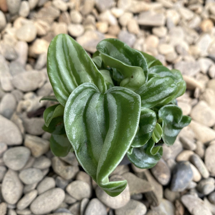 Peperomia Argyreia