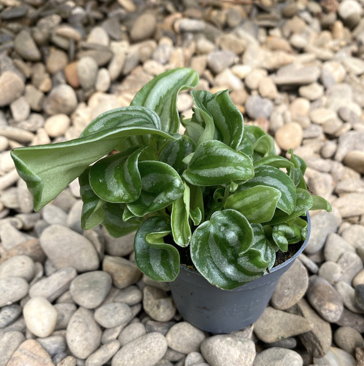 Peperomia Argyreia