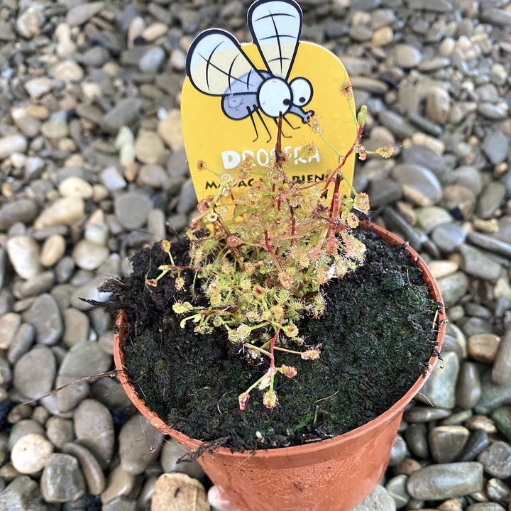 Drosera Madagascariensis - roua cerului