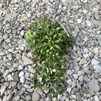 Hoya Lacunosa, floarea de ceara, de vanzare la cel mai bun pret!