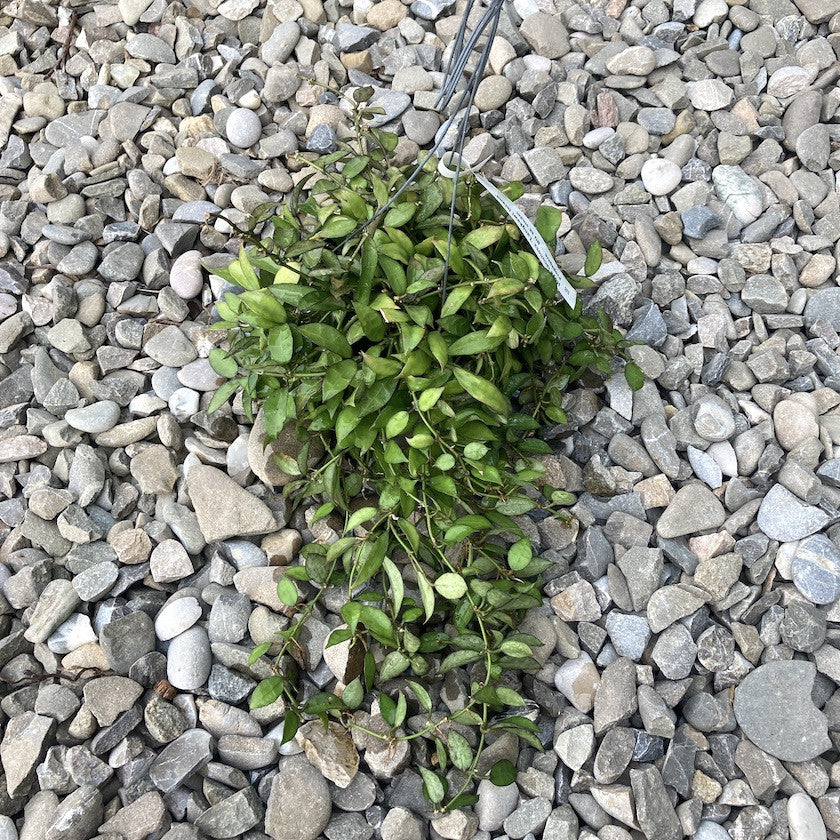 Hoya Lacunosa, floarea de ceara, de vanzare la cel mai bun pret!