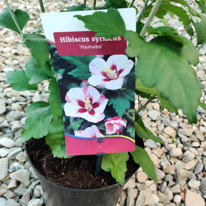 Hibiscus Syriacus Hamabo