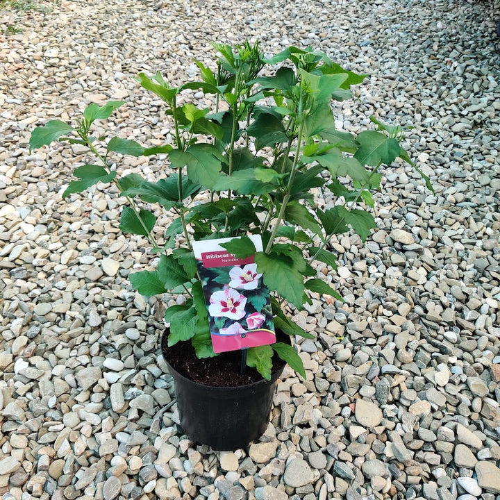 Hibiscus Syriacus Hamabo