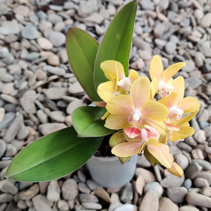 Phalaenopsis Orange mini