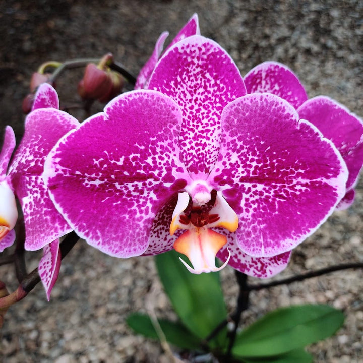 Phalaenopsis Harlequin