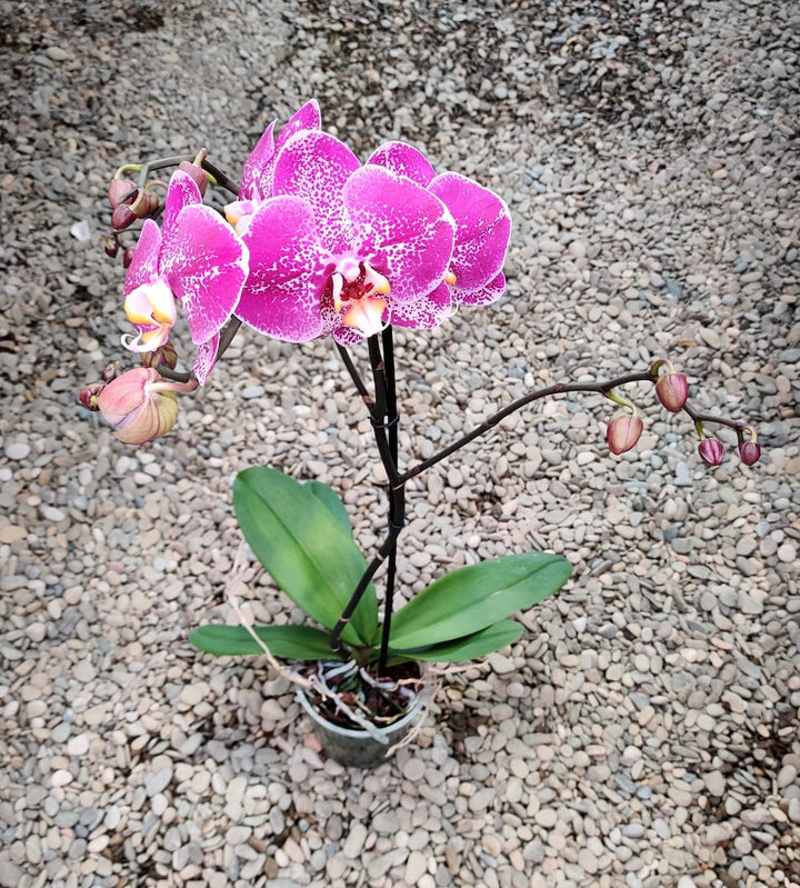 Phalaenopsis Harlequin