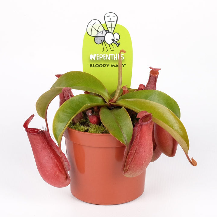 Nepenthes 'Bloody Mary' - O planta carnivora spectaculoasa!