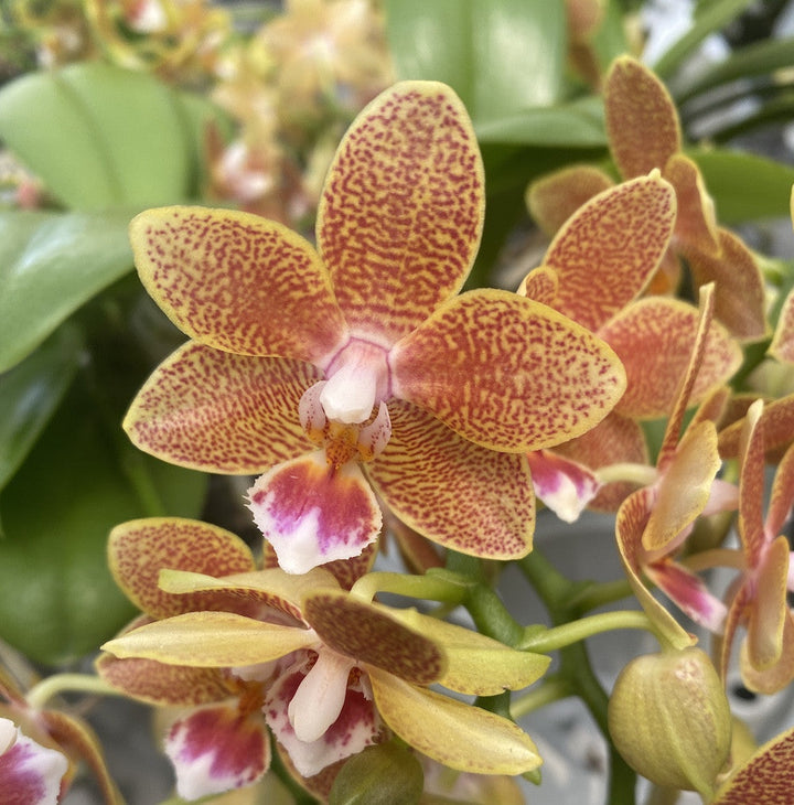 Phalaenopsis Table Masterpiece - culori speciale la pret imbatabil, cu livrare!