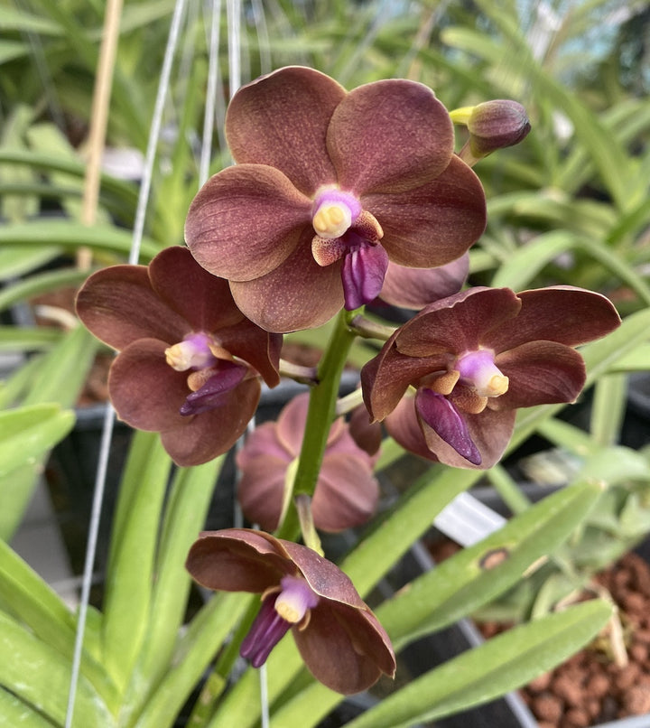 Vanda Redland Chocolate 'Dark Chocolate'