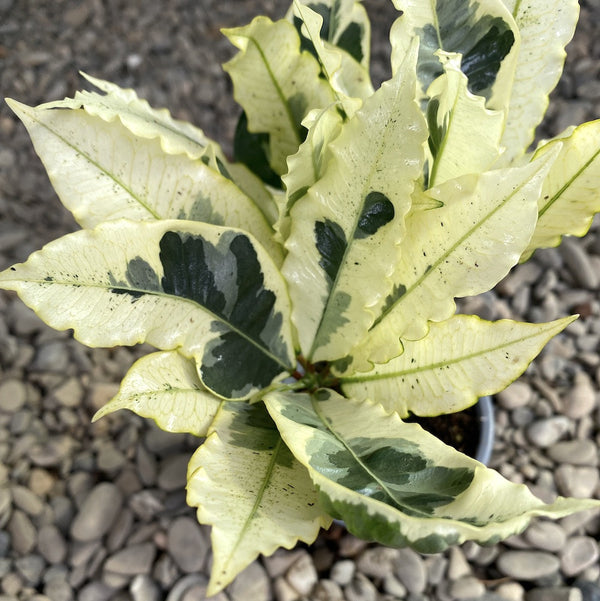 Codiaeum variegatum tamara