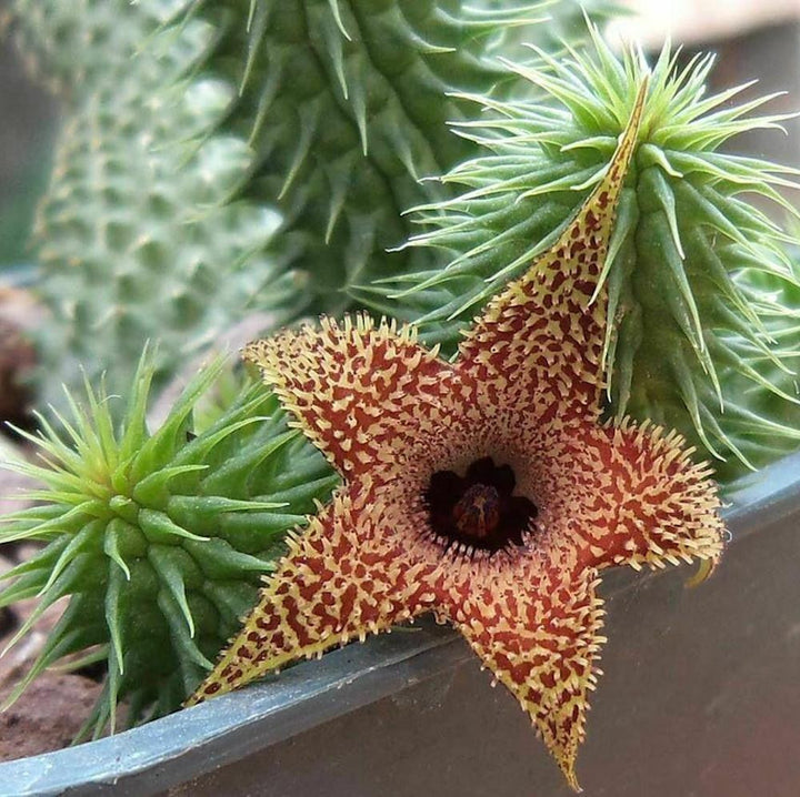 Huernia pillansii