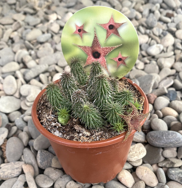 Huernia pillansii