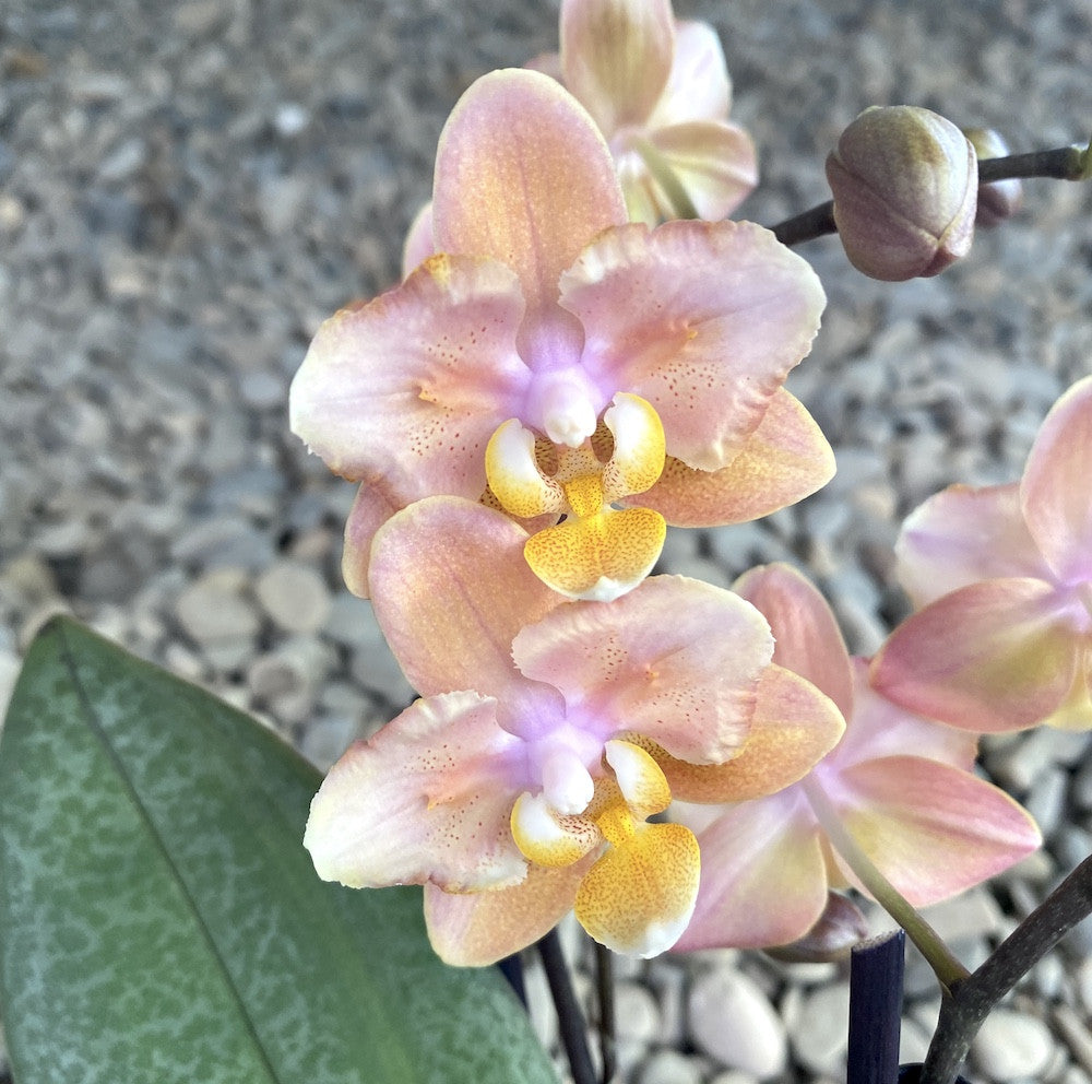 Phalaenopsis Scention - foarte parfumata