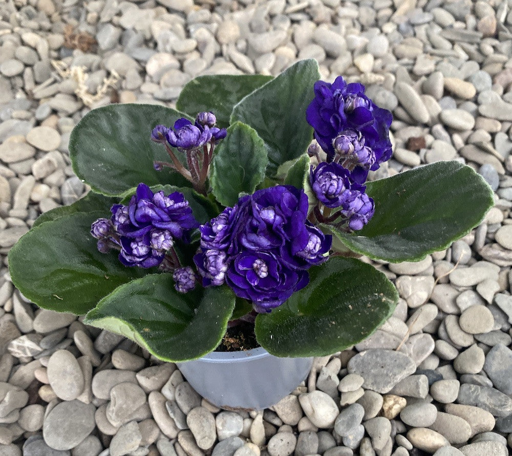 Saintpaulia Rosanne Meike - violete batute