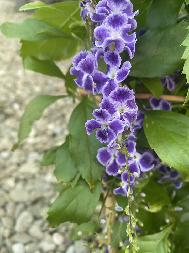 Duranta erecta