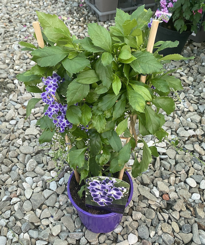 Duranta erecta