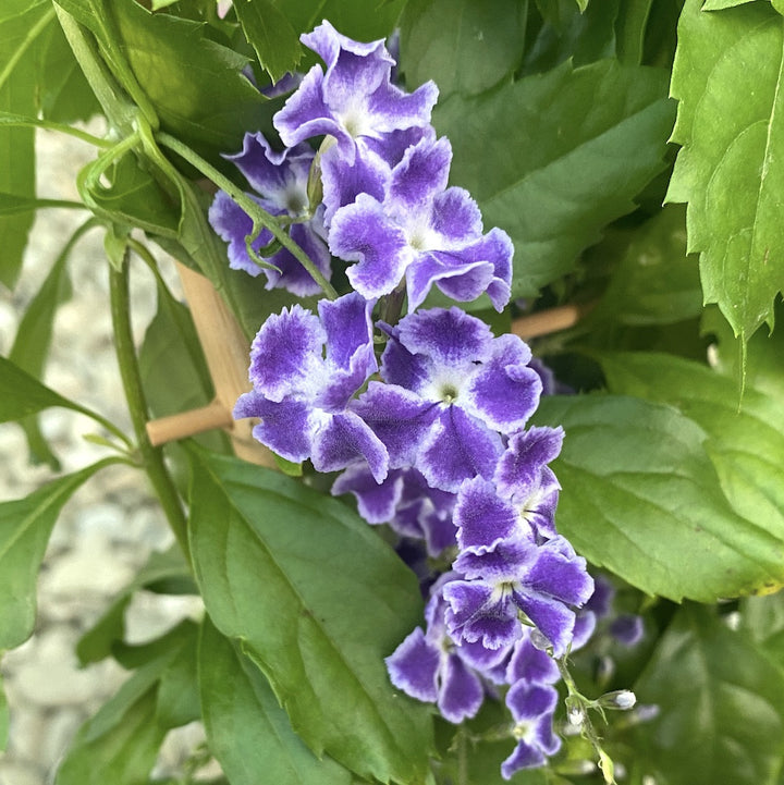 Duranta erecta