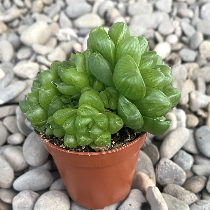 Haworthia cymbiformis var. obtusa