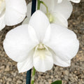 Dendrobium Phalaenopsis