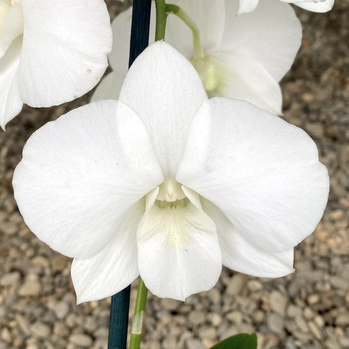 Dendrobium Phalaenopsis