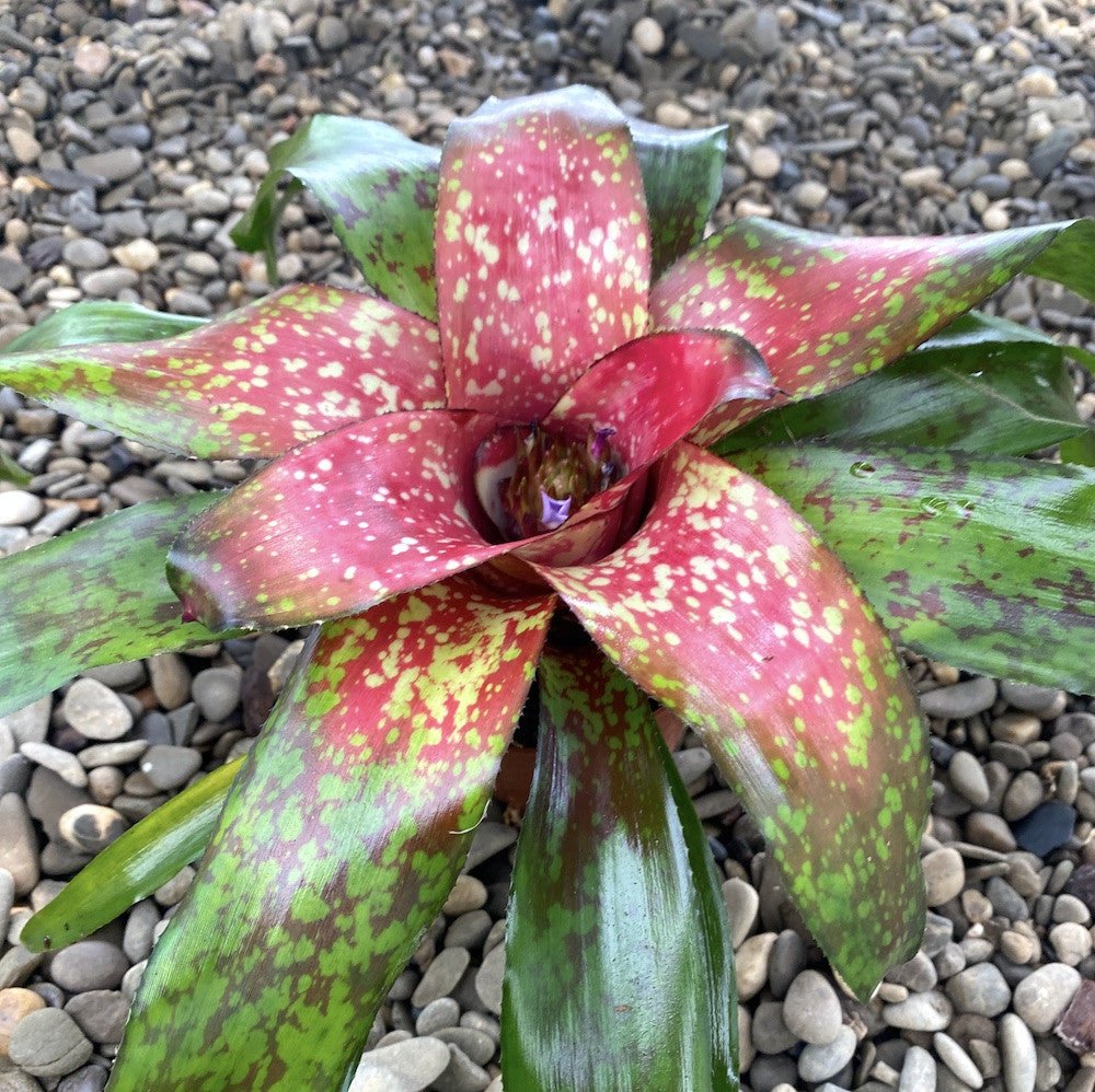 Neoregelia Medea