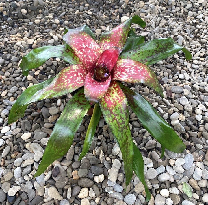 Neoregelia Medea