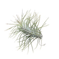 Tillandsia Funckiana Crazy Love