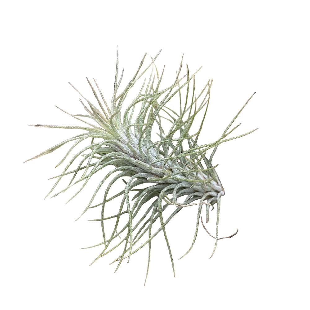 Tillandsia Funckiana Crazy Love