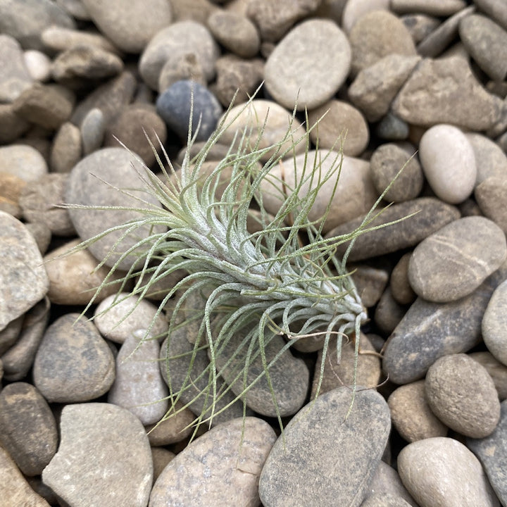 Tillandsia Funckiana Crazy Love