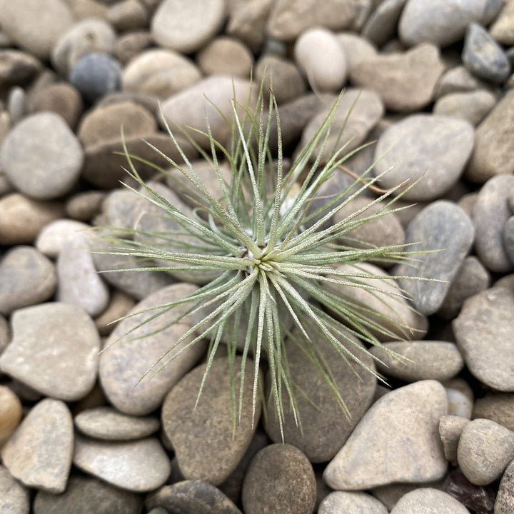 Tillandsia Funckiana Crazy Love