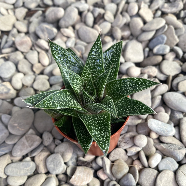 Aloe 'Flow'