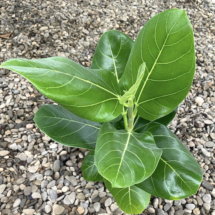 Ficus benghalensis sunshine