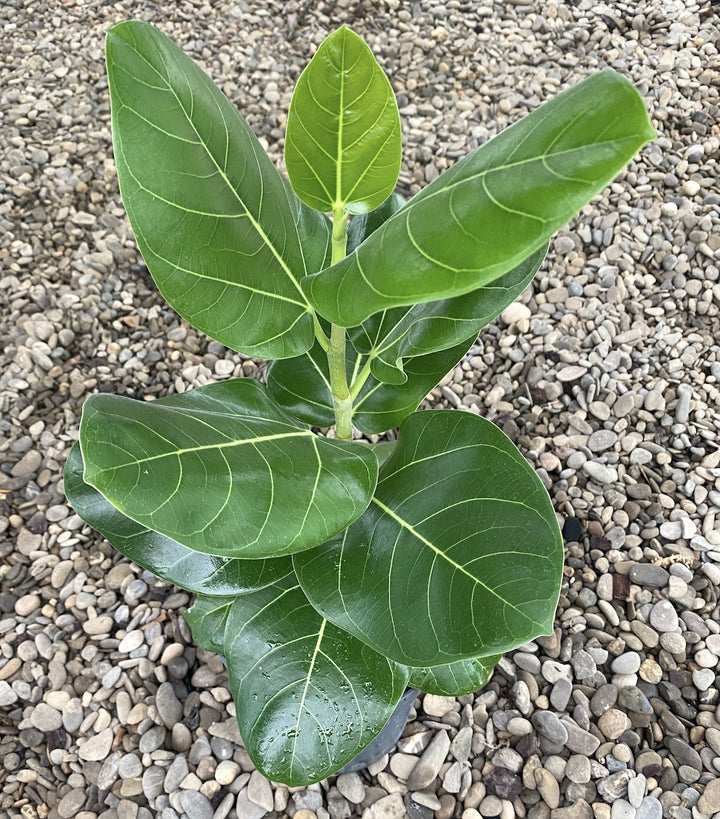 Ficus benghalensis sunshine