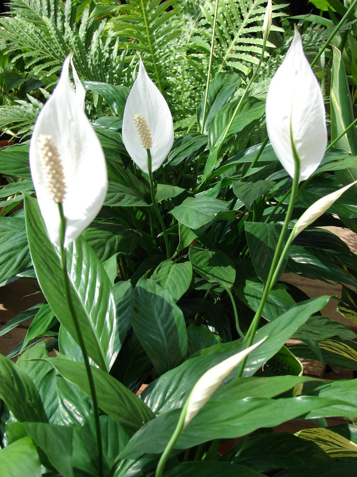 Crinul pacii - Spathiphyllum , la cel mai bun pret online, cu livrare rapida!