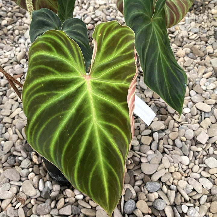 Philodendron Verrucosum Incensi