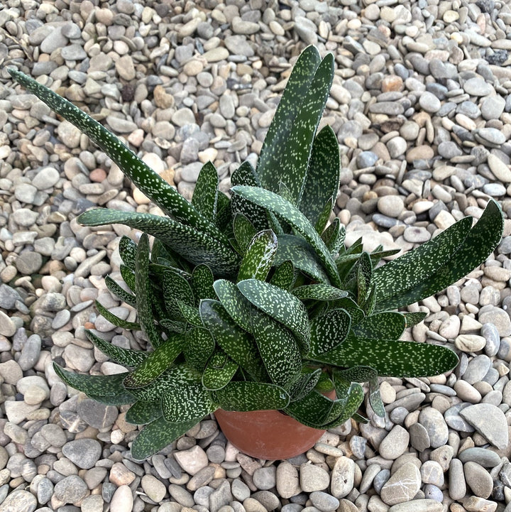 Gasteria carinata - planta suculenta spectaculoasa, pret special!