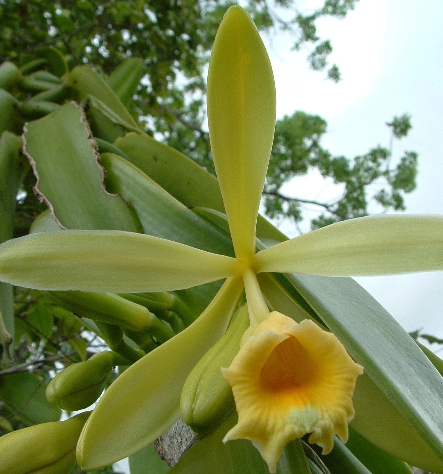 Vanilla Planifolia Orhideea De Vanilie D8 Secret Garden Plant Shop vanilla-planifolia-orhideea-de-vanilie-d8-secret-garden-plant-shop