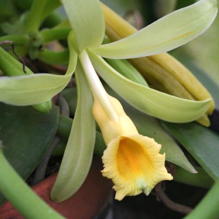 Vanilla Planifolia 'Variegata'