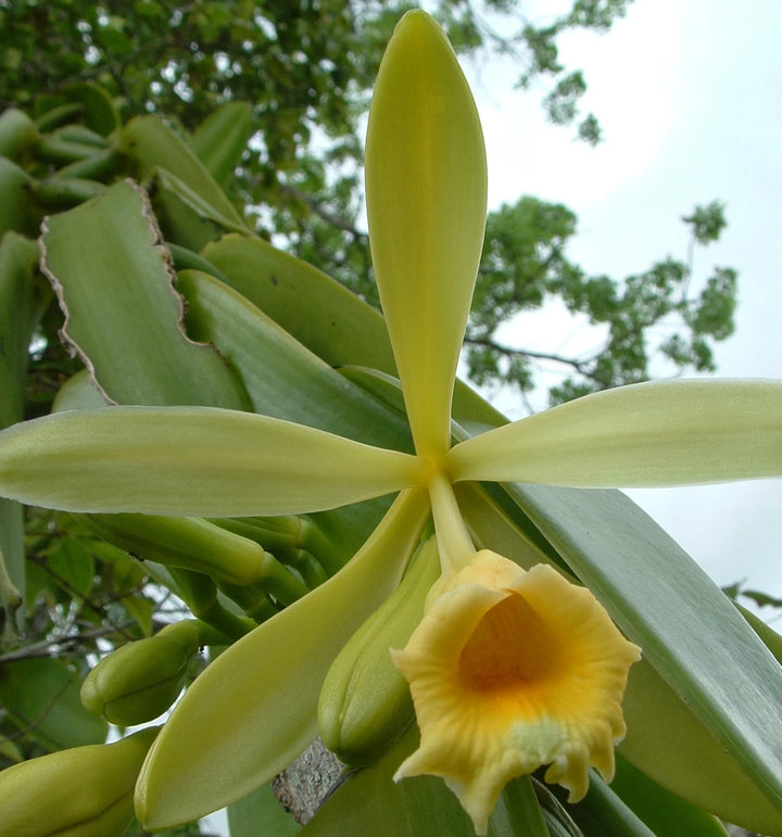 Vanilla Planifolia 'Variegata'